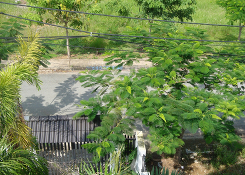 Trồng cây xanh quanh nhà có lợi cho phong thủy - 9