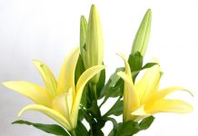 Cách chọn hoa cho ngày mồng 8 tháng 3 Cách chọn hoa cho ngày mồng 8 tháng 3 - 1