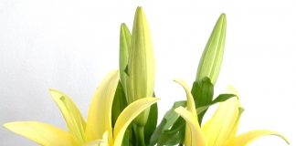 Cách chọn hoa cho ngày mồng 8 tháng 3 - 1