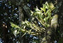 Hướng dẫn thuần dưỡng và cách chăm sóc lan rừng Hướng dẫn thuần dưỡng và cách chăm sóc lan rừng 1