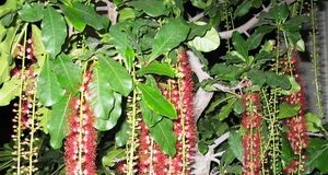 Bố trí cây xanh cân bằng âm dương - Archi