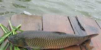 Cá trắm cỏ sốt chua cay ngọt thơm ngon