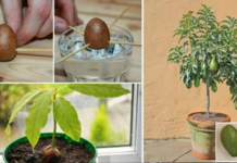 Cách trồng cây bơ từ hạt vừa lấy quả, vừa làm cảnh trong nhà