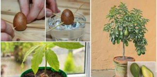 Cách trồng cây bơ từ hạt vừa lấy quả, vừa làm cảnh trong nhà