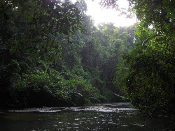 Khám phá rừng nhiệt đới lâu đời nhất trái đất - 5