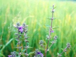 cach-chua-benh-nhan-tran