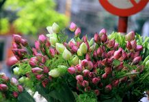 Bí quyết phân biệt hoa sen và hoa quỳ để tránh nhầm lẫn