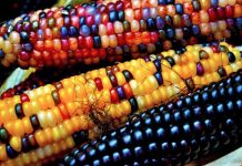 Cách trồng ngô bảy sắc cầu vồng vừa lạ vừa đẹp - 1