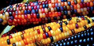 Cách trồng ngô bảy sắc cầu vồng vừa lạ vừa đẹp - 1