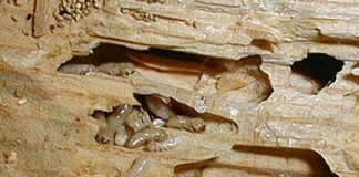 Diệt mối tại nhà để bảo vệ đồ đạc, tiết kiệm tiền của