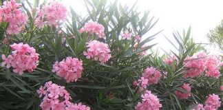 Cây cảnh trong nhà dễ 'lấy mạng' con - 1