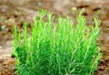 Cách trồng cây hương thảo - Rosemary thơm nhà bày Tết - 1