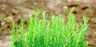 Cách trồng cây hương thảo - Rosemary thơm nhà bày Tết - 1