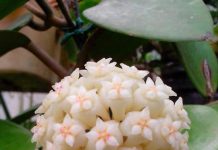 Cách trồng lan anh đào cho ngôi nhà thêm rực rỡ cach-trong-lan-anh-dao-cho-nha-them-ruc-ro