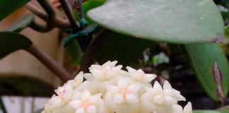 cach-trong-lan-anh-dao-cho-nha-them-ruc-ro