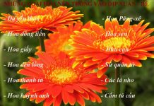 14 loại hoa mùa hè trồng ngay cho kịp khoe sắc 14 loại hoa mùa hè trồng ngay cho kịp khoe sắc 1