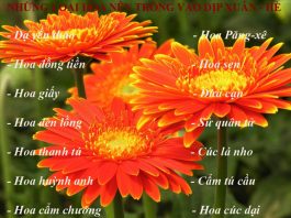 14 loại hoa mùa hè trồng ngay cho kịp khoe sắc 1