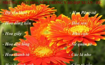 14 loại hoa mùa hè trồng ngay cho kịp khoe sắc 1