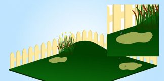 Muỗi trong nhà và cách diệt muỗi trong nhà - 1