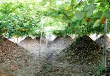 Cách trồng sắn dây tại nhà đúng kỹ thuật năng suất cao 1