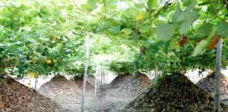 Cách trồng sắn dây tại nhà đúng kỹ thuật năng suất cao 1