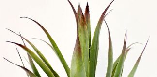 Cách vẽ trang trí lọ hoa đơn giản mà tạo hiệu ứng mạnh - 1