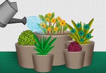 6-cach-tuoi-cay-canh-danh-cho-nguoi-ban-ron-lamsao.com-1