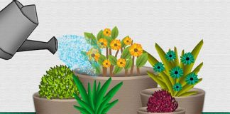 6-cach-tuoi-cay-canh-danh-cho-nguoi-ban-ron-lamsao.com-1