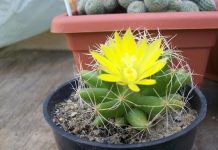 3 đồ vật xui xẻo không nên trang trí trong nhà 3-do-xui-xeo-khong-nen-trang-tri-trong-nha-2