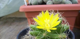 3-do-xui-xeo-khong-nen-trang-tri-trong-nha-2