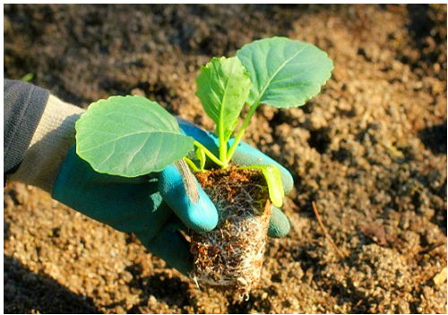 Cách trồng bắp cải xanh mướt an toàn và dễ dàng - 4