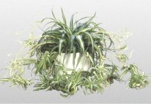 Làm sao để biết tác dụng của cây trồng trong nhà? Làm sao để biết tác dụng của cây trồng trong nhà? - 1