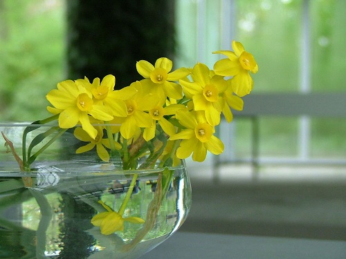 Những chậu hoa ngày Tết thường được dùng để trang trí - 7