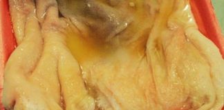 Nộm dạ dày giòn dai đổi món cho cả nhà  - 1