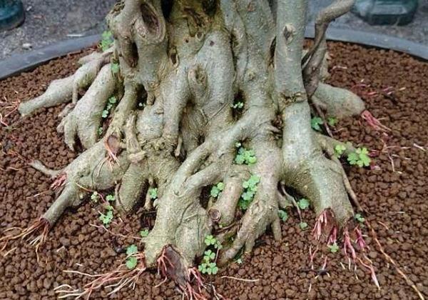 Cách tạo rễ cho Bonsai và cây kiểng đẹp mê li