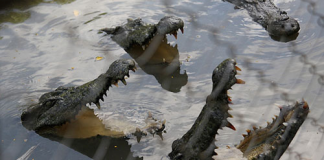 Trải nghiệm cảm giác bị vây giữa đàn cá sấu ở Cần Giờ