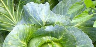 Bắp cải - Rau ăn, vị thuốc | bắp cải,rău ăn,vị thuốc