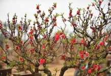 Xu hướng chọn đào mai và quất chơi Tết Tân Mùi - 1