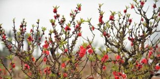 Xu hướng chọn đào mai và quất chơi Tết Tân Mùi - 1