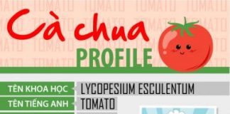 loi-ich-chong-mat-trong-mot-trai-ca-chua