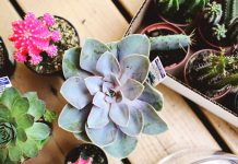 Trồng sen đá và xương rồng trong bát thủy tinh xinh xắn - 1