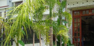 Trồng cây xanh quanh nhà 