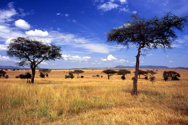 Serengeti, Đông Phi