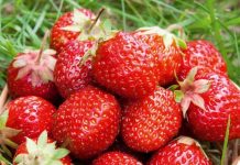 Chị em 'phát sốt' mốt trồng dâu tây sạch - 1