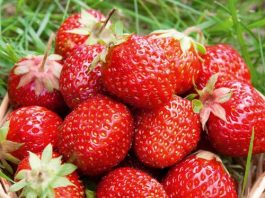 Chị em 'phát sốt' mốt trồng dâu tây sạch - 1