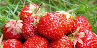 Chị em 'phát sốt' mốt trồng dâu tây sạch - 1