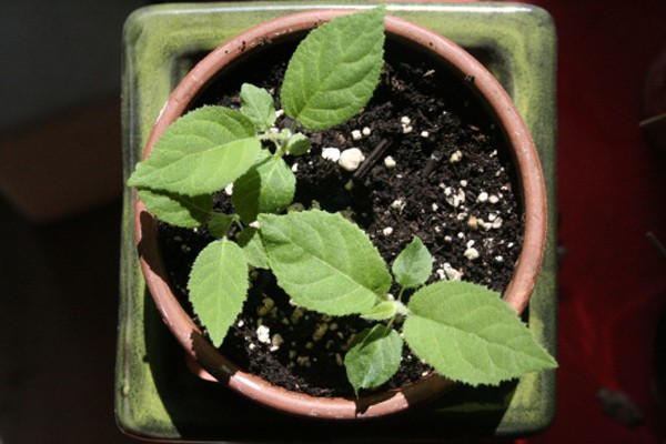 Cách trồng cây kiwi từ hạt tại nhà - 7