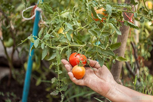 Cách trồng cà chua sạch nên thử ngay - 15
