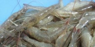 Cách làm mắm tôm chua cay ngon xuýt xoa không biết chán-1