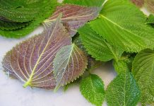 Cách trị thâm mụn bằng mặt nạ tía tô hiệu quả tức thì Cách trị thâm mụn bằng mặt nạ tía tô hiệu quả tức thì1